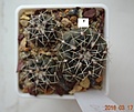 Нажмите на изображение для увеличения.

Название:	33.2 Gymnocalycium baldianum aff. VG 569, Los Varela, Catamarca, 1680m, детка, 20мм 110.JPG
Просмотров:	626
Размер:	176.0 Кб
ID:	371710