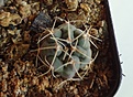 Нажмите на изображение для увеличения.

Название:	36.2 Gymnocalycium baldianum VG 183, Aqua de las Palomas, Catamarca, 1720м,  15мм 110.JPG
Просмотров:	615
Размер:	156.4 Кб
ID:	371711