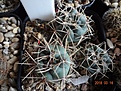 Нажмите на изображение для увеличения.

Название:	37.2 Gymnocalycium baldianum VG 184 (44n), Buena Vista, Catamarca, 1650м, голубоватый эпидермис, 20мм 110р.JPG
Просмотров:	637
Размер:	272.2 Кб
ID:	371712