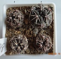 Нажмите на изображение для увеличения.

Название:	38.2 Gymnocalycium baldianum VG 559, El Portezuelo, Catamarca, 1699m, 15-20мм 100, 24мм 120.JPG
Просмотров:	614
Размер:	192.8 Кб
ID:	371713