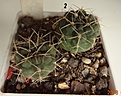 Нажмите на изображение для увеличения.

Название:	39.3 Gymnocalycium baldianum VG 563, Las Juntas, Catamarca, 1608m,  15-20мм 100.JPG
Просмотров:	634
Размер:	132.6 Кб
ID:	371714