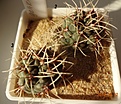 Нажмите на изображение для увеличения.

Название:	40.2 Gymnocalycium baldianum VG 564, Las Piedras Blancas, Catamarca, 1898m, детка, 20-25 100.JPG
Просмотров:	623
Размер:	217.1 Кб
ID:	371716