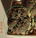 Нажмите на изображение для увеличения.

Название:	42.2 Gymnocalycium baldianum VG 568, Humaya, Catamarca, 1944m, 25мм 120.JPG
Просмотров:	603
Размер:	136.4 Кб
ID:	371717