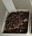 Нажмите на изображение для увеличения.

Название:	46.1. Gymnocalycium borthii ssp. nogolense VG 411[1. 20мм 140.JPG
Просмотров:	626
Размер:	53.1 Кб
ID:	371718