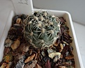 Нажмите на изображение для увеличения.

Название:	48.2 Gymnocalycium bruchii ssp. lafaldense VG 335, La Falda, Cordoba, 1354m детка, 20мм 110 руб.JPG
Просмотров:	634
Размер:	184.0 Кб
ID:	371719