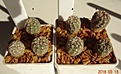Нажмите на изображение для увеличения.

Название:	48.2 Gymnocalycium bruchii ssp. lafaldense VG 335, La Falda, Cordoba, 1354m, 10-15мм 100.JPG
Просмотров:	643
Размер:	189.8 Кб
ID:	371720