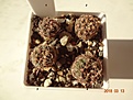 Нажмите на изображение для увеличения.

Название:	54.2 Gymnocalycium carolinense VG 021, Va. de Pancarta, SL, 1520m, 15мм 110руб.JPG
Просмотров:	624
Размер:	195.7 Кб
ID:	371722