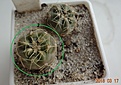 Нажмите на изображение для увеличения.

Название:	57.2 Gymnocalycium gaponii, 15 мм 90 руб.JPG
Просмотров:	624
Размер:	200.6 Кб
ID:	371724
