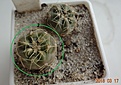 Нажмите на изображение для увеличения.

Название:	57.2 Gymnocalycium gaponii, 15 мм 90 руб.JPG
Просмотров:	604
Размер:	200.6 Кб
ID:	371724