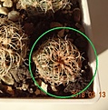 Нажмите на изображение для увеличения.

Название:	58.2 Gymnocalycium gertii VG 707, Loma Bola, Cordoba, 935 m, 15мм 100руб.JPG
Просмотров:	622
Размер:	108.6 Кб
ID:	371725