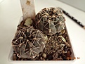 Нажмите на изображение для увеличения.

Название:	84.1 Gymnocalycium taningaense (blue) VG 310, 25-30мм 130руб.JPG
Просмотров:	632
Размер:	182.5 Кб
ID:	371726