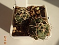 Нажмите на изображение для увеличения.

Название:	98.4 Thelocactus hexaedrophorus, 15мм 100, 20мм 110, 25мм 120 руб (2).JPG
Просмотров:	624
Размер:	159.0 Кб
ID:	371727
