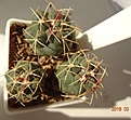 Нажмите на изображение для увеличения.

Название:	98.4 Thelocactus hexaedrophorus, 15мм 100, 20мм 110, 25мм 120 руб (3).JPG
Просмотров:	602
Размер:	175.9 Кб
ID:	371728