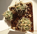 Нажмите на изображение для увеличения.

Название:	98.4 Thelocactus hexaedrophorus, 15мм 100, 20мм 110, 25мм 120 руб.JPG
Просмотров:	615
Размер:	177.4 Кб
ID:	371729