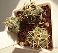 Нажмите на изображение для увеличения.

Название:	98.4 Thelocactus hexaedrophorus, 15мм 100, 20мм 110, 25мм 120 руб.JPG
Просмотров:	599
Размер:	177.4 Кб
ID:	371729