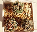 Нажмите на изображение для увеличения.

Название:	98.5 Thelocactus hexaedrophorus (Израиль), 20-25мм 120руб .JPG
Просмотров:	626
Размер:	209.5 Кб
ID:	371730