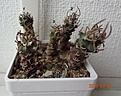 Нажмите на изображение для увеличения.

Название:	101.3 Turbinicarpus flaviflorus, голова 8-9мм 130, 10-12мм 150..JPG
Просмотров:	623
Размер:	189.4 Кб
ID:	371731
