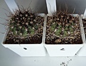 Нажмите на изображение для увеличения.

Название:	108.1 Acanthocalycium violaceum, 30-35мм 120, 35-40мм 130, 40мм 140, 50мм 150 руб..JPG
Просмотров:	635
Размер:	126.0 Кб
ID:	371732
