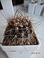 Нажмите на изображение для увеличения.

Название:	108.1 Acanthocalycium violaceum, 30-35мм 120, 35-40мм 130, 40мм 140..JPG
Просмотров:	619
Размер:	197.6 Кб
ID:	371733