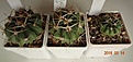 Нажмите на изображение для увеличения.

Название:	186.1 Echinocactus texensis, 20-25мм 130, 35-40мм 160, 40мм 180руб..JPG
Просмотров:	630
Размер:	145.1 Кб
ID:	371735