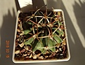Нажмите на изображение для увеличения.

Название:	186.1 Echinocactus texensis, 35-40мм 160, 40мм 180руб..JPG
Просмотров:	628
Размер:	203.8 Кб
ID:	371736