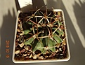 Нажмите на изображение для увеличения.

Название:	186.1 Echinocactus texensis, 35-40мм 160, 40мм 180руб..JPG
Просмотров:	610
Размер:	203.8 Кб
ID:	371736