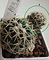 Нажмите на изображение для увеличения.

Название:	193.1 Coryphantha tripugionacantha PP 1012 Tepetatita, Zac, 15-20мм 220,.JPG
Просмотров:	620
Размер:	112.5 Кб
ID:	371737