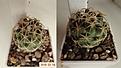 Нажмите на изображение для увеличения.

Название:	194.1 Coryphantha tripugionacantha, 25-30мм 250.JPG
Просмотров:	639
Размер:	153.5 Кб
ID:	371738