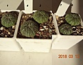 Нажмите на изображение для увеличения.

Название:	196.1 Astrophytum asterias JL 32 Tx (Texas), 20мм 160, 25мм 180руб.JPG
Просмотров:	630
Размер:	97.4 Кб
ID:	371739