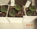 Нажмите на изображение для увеличения.

Название:	196.1 Astrophytum asterias JL 32 Tx (Texas), 20мм 160, 25мм 180руб.JPG
Просмотров:	612
Размер:	97.4 Кб
ID:	371739