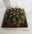 Нажмите на изображение для увеличения.

Название:	198.1 Acanthocalycium violaceum P 110a Salsacate, 1000m, 35-40мм 140, 45мм 150руб (3).JPG
Просмотров:	627
Размер:	145.1 Кб
ID:	371741
