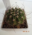 Нажмите на изображение для увеличения.

Название:	198.1 Acanthocalycium violaceum P 110a Salsacate, 1000m, 35-40мм 140, 45мм 150руб (3).JPG
Просмотров:	611
Размер:	145.1 Кб
ID:	371741