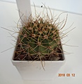 Нажмите на изображение для увеличения.

Название:	198.1 Acanthocalycium violaceum P 110a Salsacate, 1000m, 35-40мм 140, 45мм 150руб.JPG
Просмотров:	611
Размер:	121.3 Кб
ID:	371742