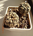 Нажмите на изображение для увеличения.

Название:	201.1 Gymnocalycium bruchii var. JPR 103[248 Villa del Carmen, 20мм 130, 25мм 150руб.JPG
Просмотров:	619
Размер:	186.9 Кб
ID:	371743