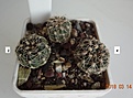 Нажмите на изображение для увеличения.

Название:	201.1 Gymnocalycium bruchii var. JPR 103[248 Villa del Carmen, 20мм 130.JPG
Просмотров:	629
Размер:	189.5 Кб
ID:	371744