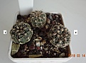 Нажмите на изображение для увеличения.

Название:	201.1 Gymnocalycium bruchii var. JPR 103[248 Villa del Carmen, 20мм 130.JPG
Просмотров:	612
Размер:	189.5 Кб
ID:	371744