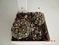 Нажмите на изображение для увеличения.

Название:	201.2 Gymnocalycium bruchii var. JPR 103[248 Villa del Carmen,13-15мм 110, 15-20мм 130 (2).JPG
Просмотров:	637
Размер:	163.8 Кб
ID:	371745