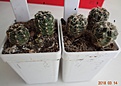 Нажмите на изображение для увеличения.

Название:	201.2 Gymnocalycium bruchii var. JPR 103[248 Villa del Carmen,13-15мм 110, 15-20мм 130.JPG
Просмотров:	612
Размер:	193.6 Кб
ID:	371746