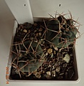 Нажмите на изображение для увеличения.

Название:	202.2 Gymnocalycium baldianum WR 765 “sanguiniflorum”, 20-25мм 130.JPG
Просмотров:	616
Размер:	146.5 Кб
ID:	371747