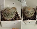 Нажмите на изображение для увеличения.

Название:	205.1 Mammillaria dixanthocentron Tonala, 15-20мм 120, 25-30мм 160.JPG
Просмотров:	629
Размер:	177.5 Кб
ID:	371748