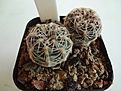 Нажмите на изображение для увеличения.

Название:	206.2 Gymnocalycium bruchii, 21-23мм 140руб.JPG
Просмотров:	624
Размер:	206.3 Кб
ID:	371750