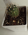 Нажмите на изображение для увеличения.

Название:	209.2 Echinofossulocactus lamellosus, 25мм 130руб.JPG
Просмотров:	639
Размер:	76.9 Кб
ID:	371751