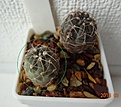 Нажмите на изображение для увеличения.

Название:	220.1 Gymnocalycium baldianum LB 1253 Cuesta de Chilcas, Cat., 15мм 110руб..JPG
Просмотров:	631
Размер:	168.7 Кб
ID:	371752