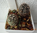 Нажмите на изображение для увеличения.

Название:	220.1 Gymnocalycium baldianum LB 1253 Cuesta de Chilcas, Cat., 15мм 110руб..JPG
Просмотров:	614
Размер:	168.7 Кб
ID:	371752