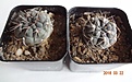 Нажмите на изображение для увеличения.

Название:	220.1 Gymnocalycium baldianum LB 1253 Cuesta de Chilcas, Cat., детка, 25-30мм 130 руб..JPG
Просмотров:	629
Размер:	182.8 Кб
ID:	371753