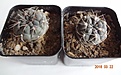 Нажмите на изображение для увеличения.

Название:	220.1 Gymnocalycium baldianum LB 1253 Cuesta de Chilcas, Cat., детка, 25-30мм 130 руб..JPG
Просмотров:	613
Размер:	182.8 Кб
ID:	371753