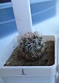 Нажмите на изображение для увеличения.

Название:	236.1 Gymnocactus mandragora, 23-25мм 170руб..JPG
Просмотров:	618
Размер:	85.5 Кб
ID:	371754