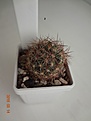 Нажмите на изображение для увеличения.

Название:	241.1 Coryphantha vivipara v.neomexicana, 20-25мм 200руб.JPG
Просмотров:	632
Размер:	137.9 Кб
ID:	371756