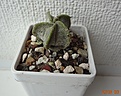 Нажмите на изображение для увеличения.

Название:	242.2. Astrophytum myriostigma v.potosinum , 23мм 110руб.JPG
Просмотров:	614
Размер:	190.1 Кб
ID:	371757