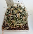 Нажмите на изображение для увеличения.

Название:	245.1 Hamatocactus setispinus LX 666 China, NL, 35мм 140руб.JPG
Просмотров:	615
Размер:	154.2 Кб
ID:	371758